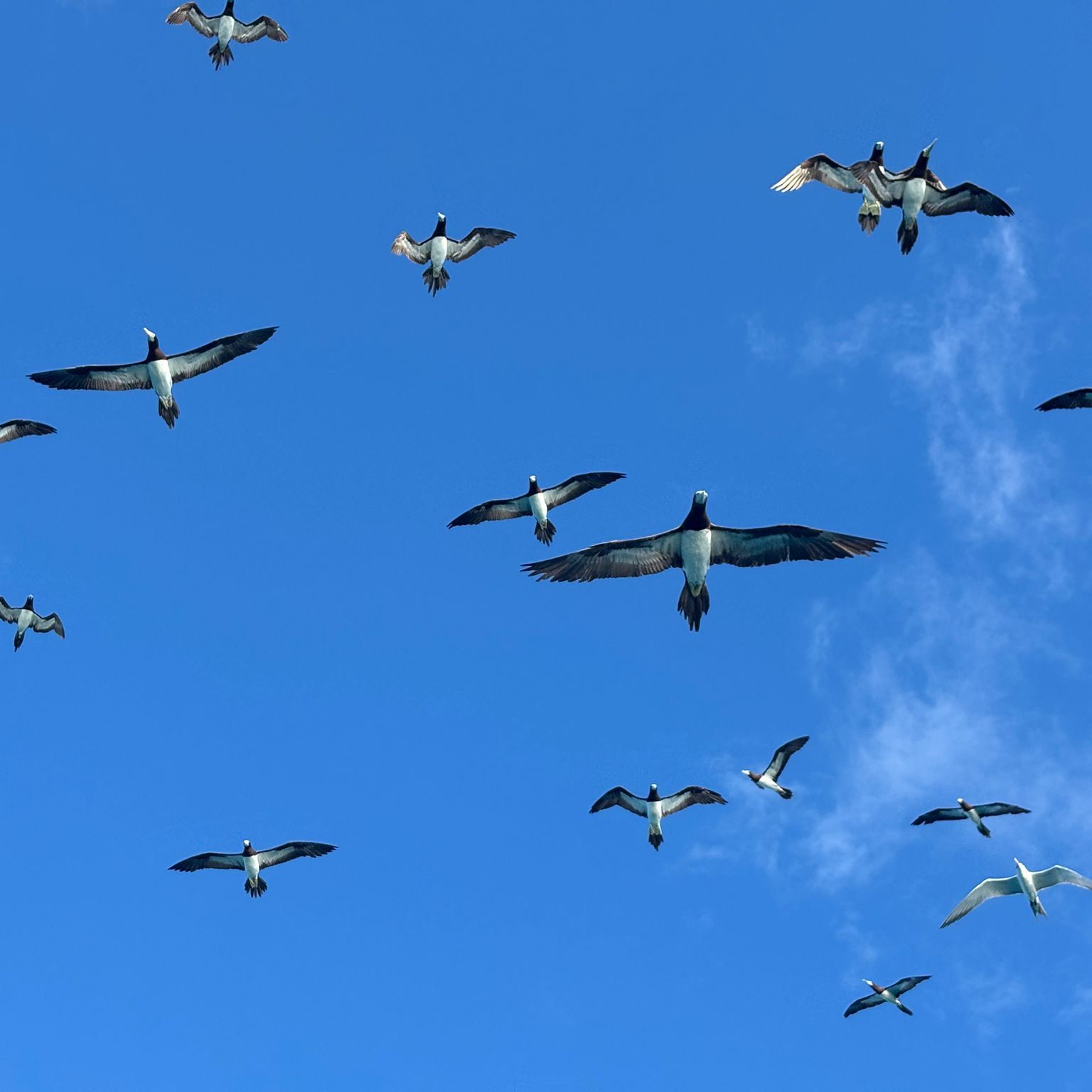 Birds, One Tide Charters, Derby, Kimberley, WA